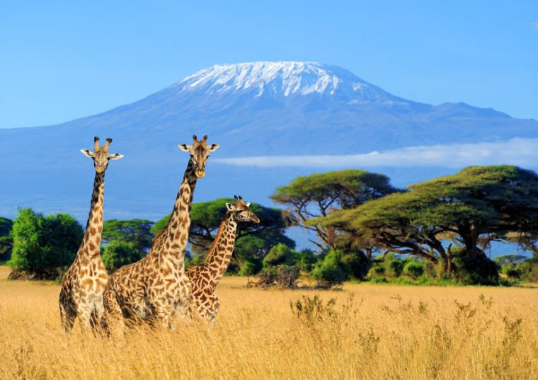 80493881 - three giraffe on kilimanjaro mount background in   kenya, africa