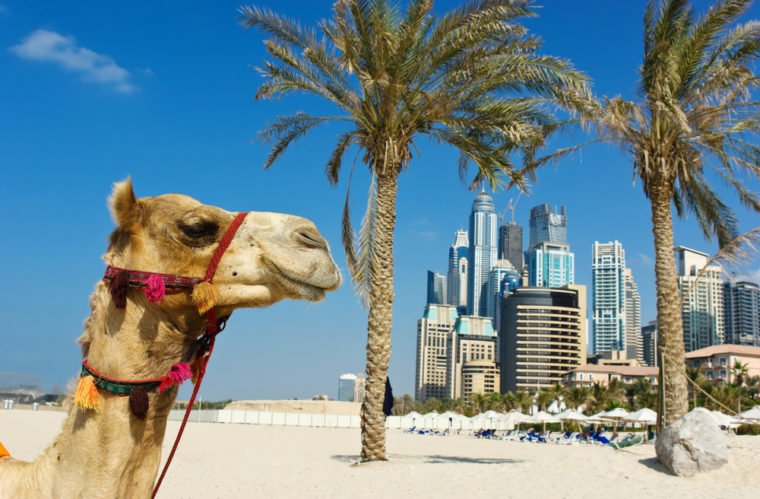 camel, Dubai
