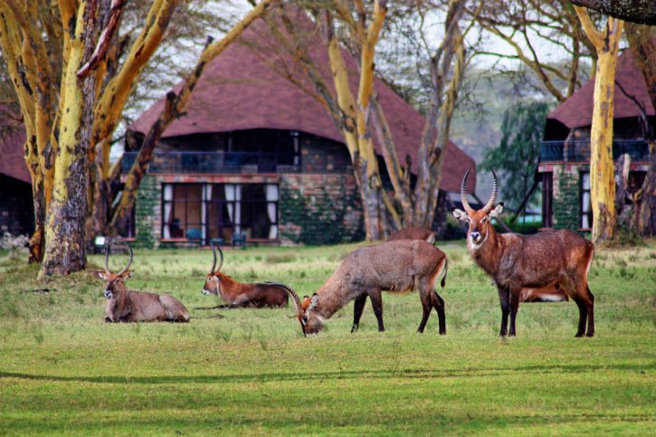 waterbucks in the vicinity