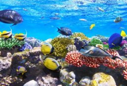 Marsa Alam (Egiptus)