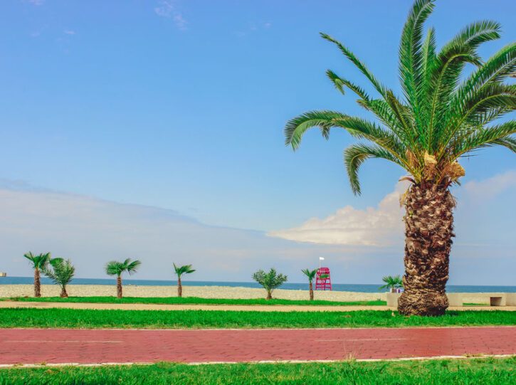 Palm trees alley along the sea coast with a walking path close-up. Batumi, Georgia